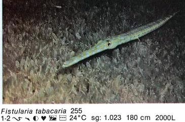 Fistularia tabacaria